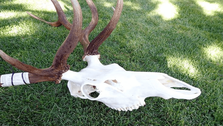How to Bleach a Deer Skull