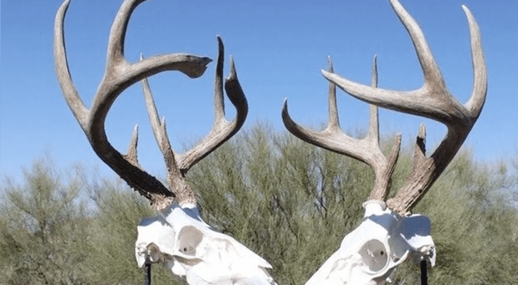 How to Clean Deer Skull
