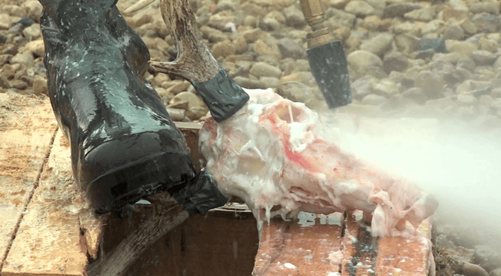 Removing the flesh from the Deer head