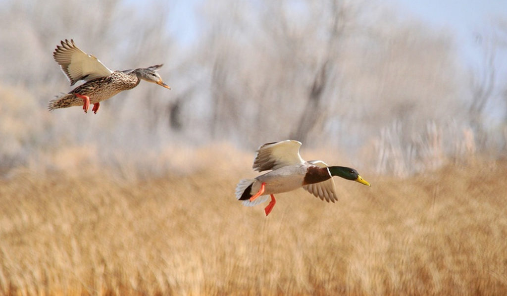 What Types Of Shouting Pellets Are Allowed For Waterfowl Hunting In The US?