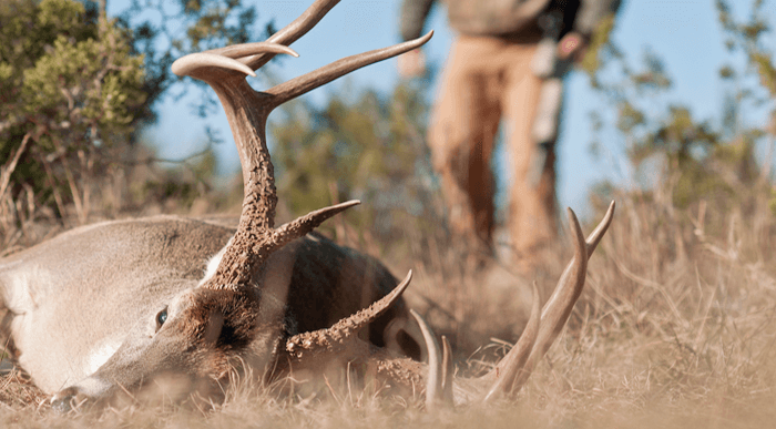 Best Time of Day to Hunt Deer