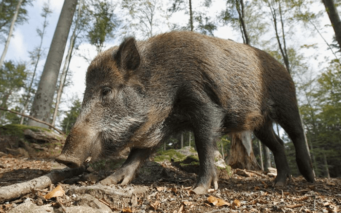 Best Time to Hunt Hogs