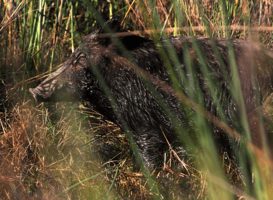 Hogs Breeding periods