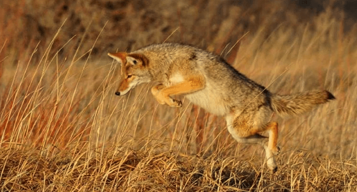 What should I use to attract coyotes