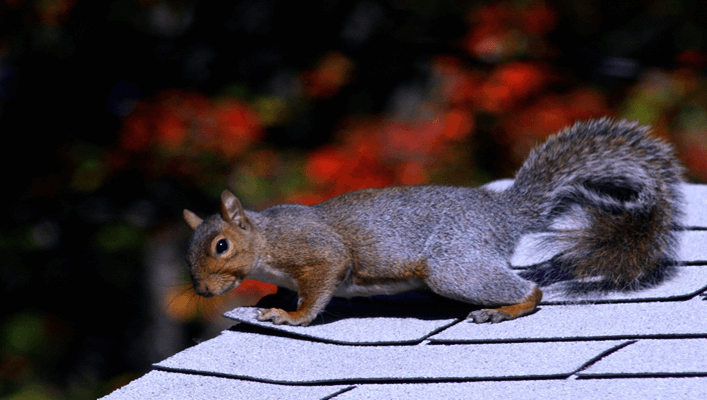 When are Squirrels Most Active
