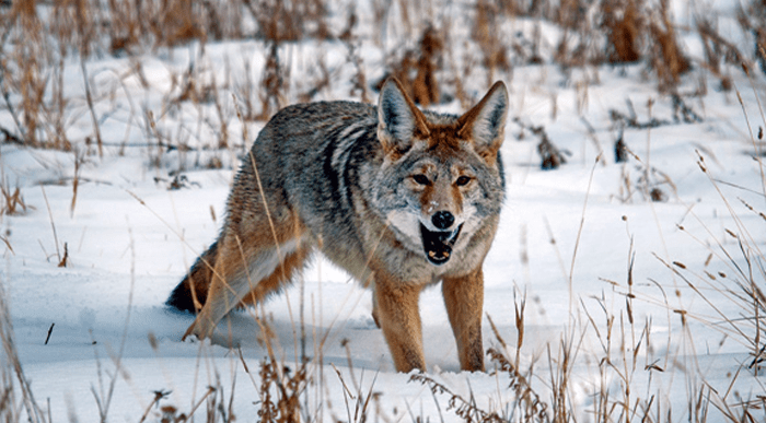When to Hunt Coyotes