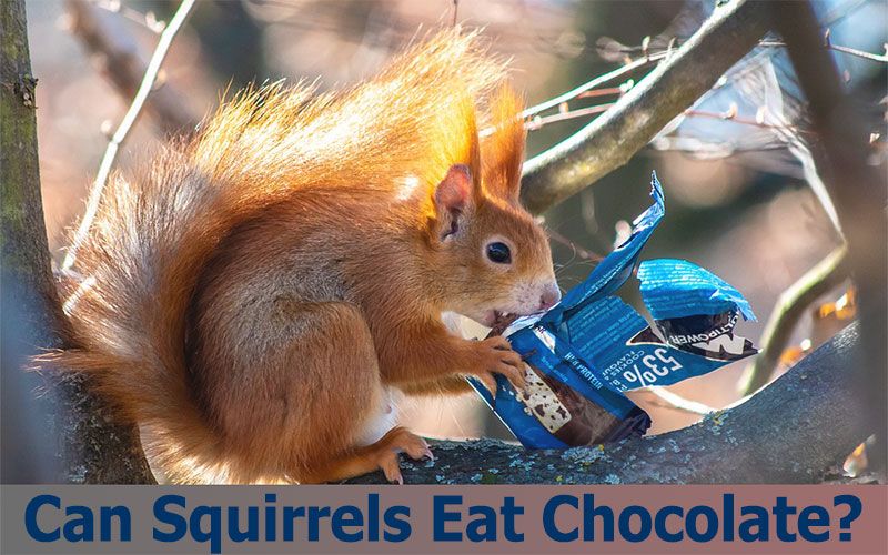 Can Squirrels Eat Chocolate?