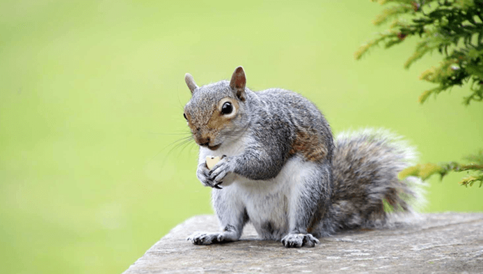 How to Attract Squirrels