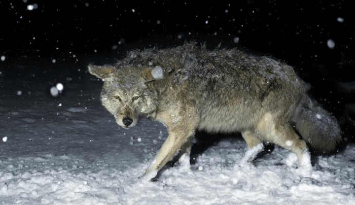 How to Hunt Coyotes at Night Without a Light