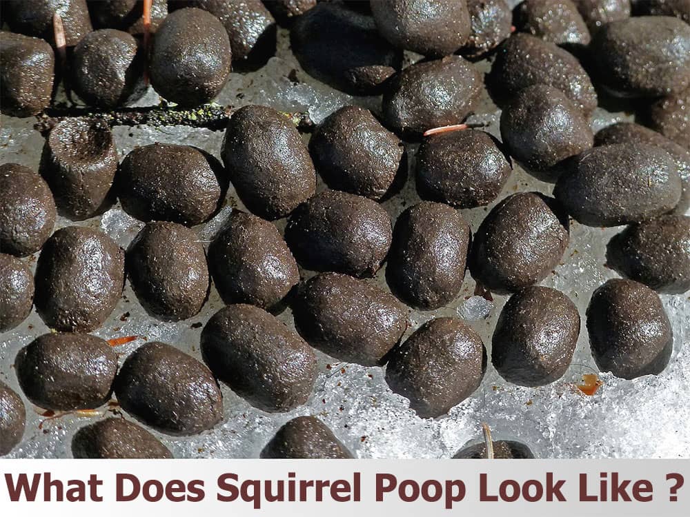 Squirrel Poop