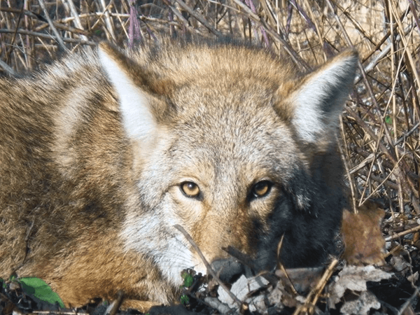 Where Do Coyotes Hide During the Day