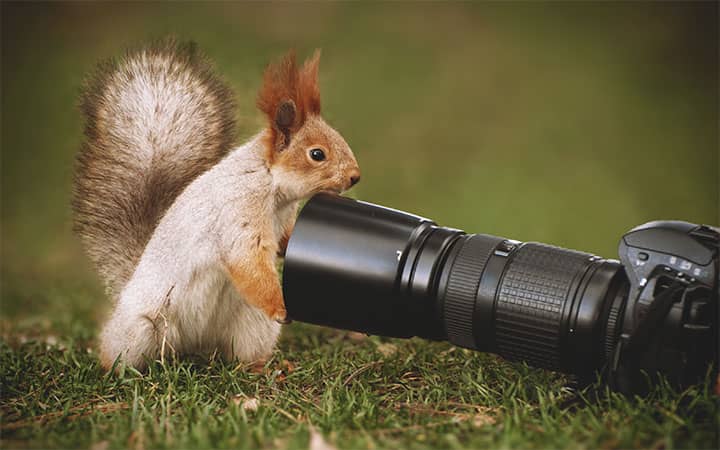 How To Get Rid of Squirrels Naturally