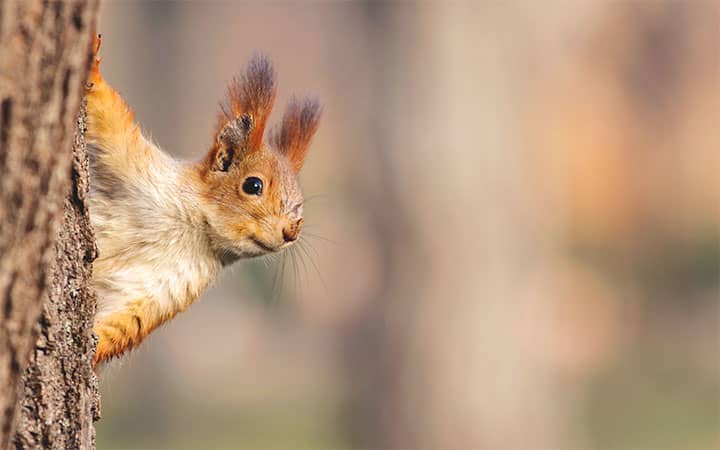 Squirrel - An Intelligent Species with Sharp Memory