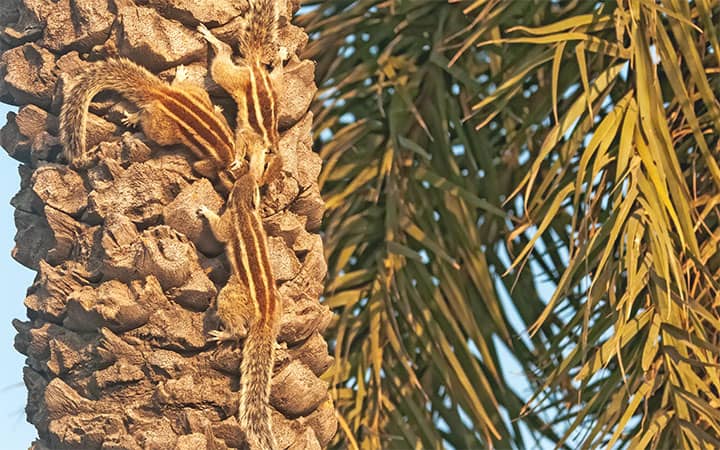 What is a Group of Squirrels Called