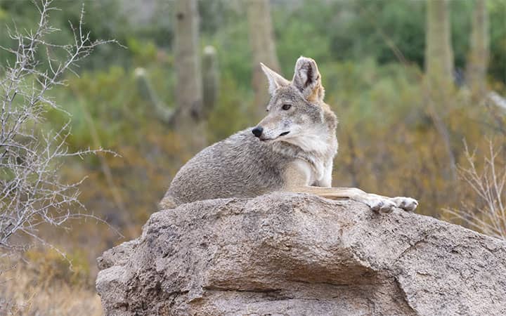 Do Coyotes Attack Humans?