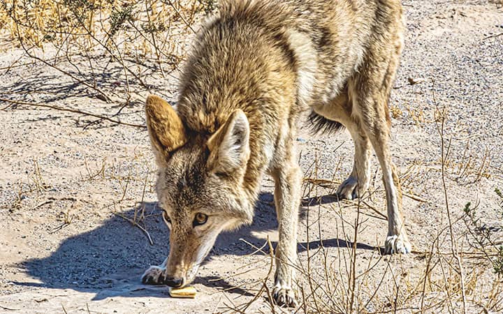 What Do Coyotes Eat