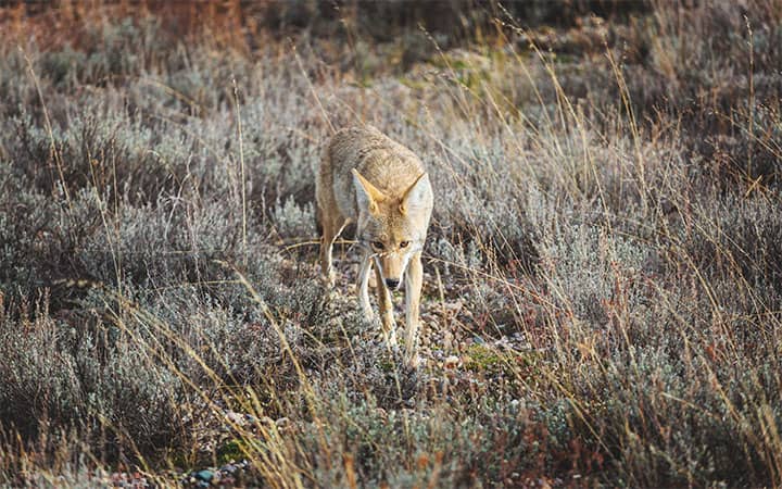 Interesting Facts About Coyotes