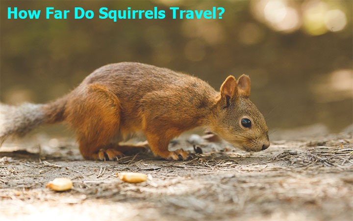 How Far Do Squirrels Travel