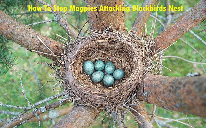 How To Stop Magpies Attacking Blackbirds Nest