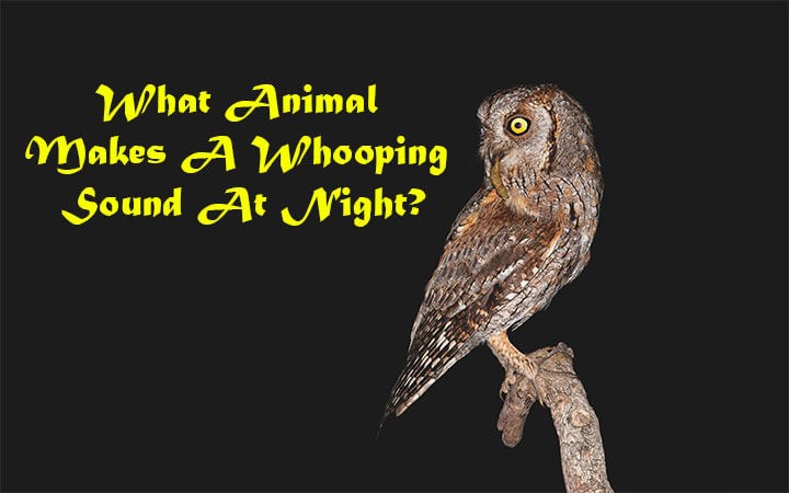 What Animal Makes A Whooping Sound At Night?
