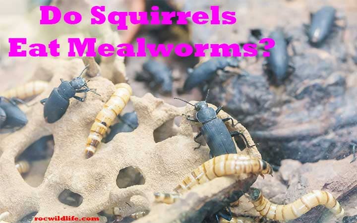 Do Squirrels Eat Mealworms