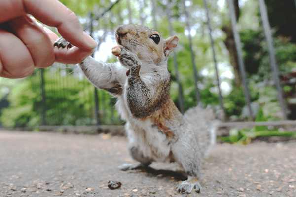 How To Befriend A Squirrel