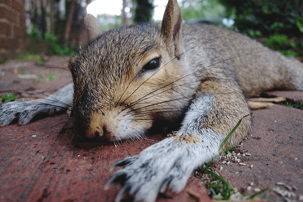 How to Dispose of a Dead Squirrel