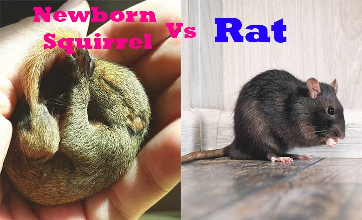 Newborn Squirrel vs. Rat