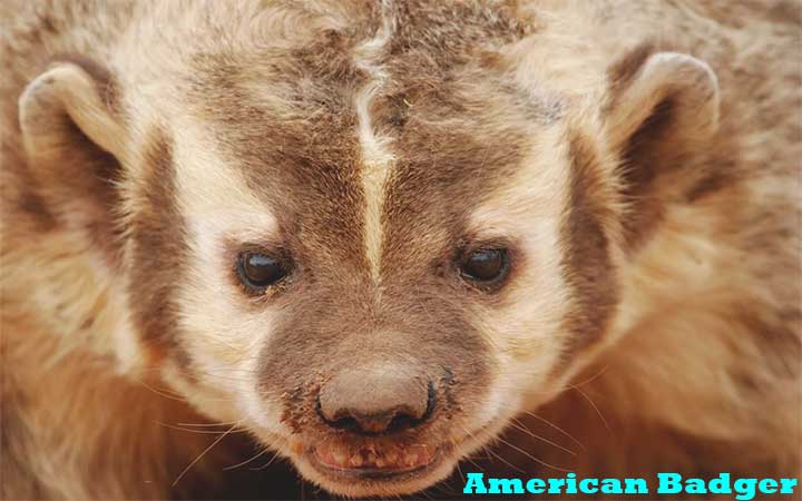 American Badger