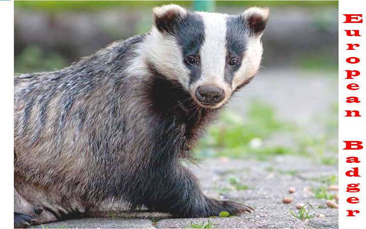 European Badger