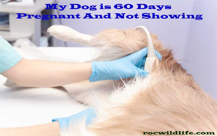 My Dog is 60 Days Pregnant And Not Showing: What’s The Issue?