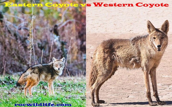 Eastern Coyote vs Western Coyote