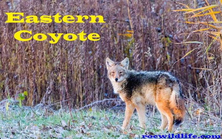 Eastern Coyote