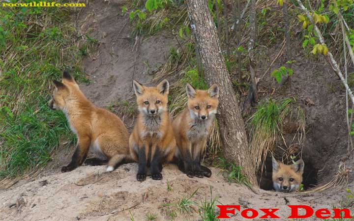 Fox Den