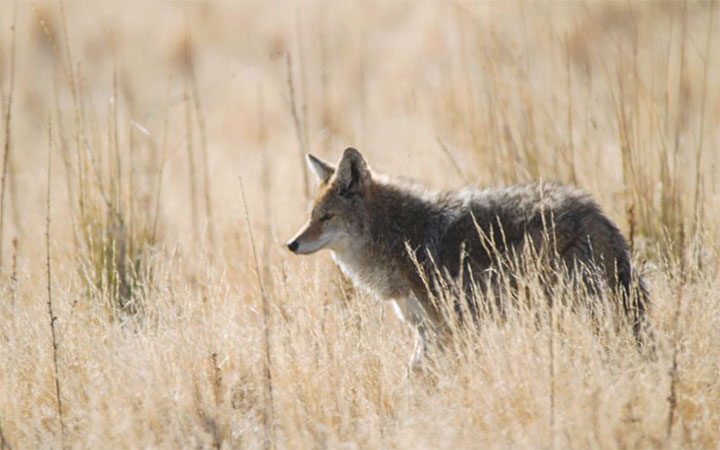 The Best Coyote Hunting Areas in Southern California
