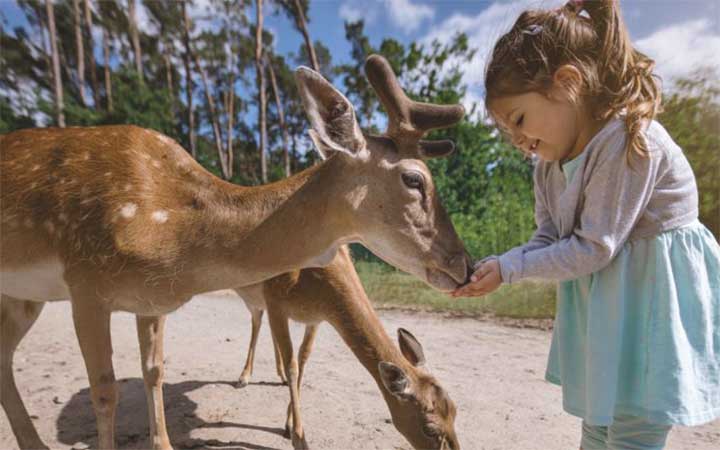 What to Feed Deer Instead of Corn?