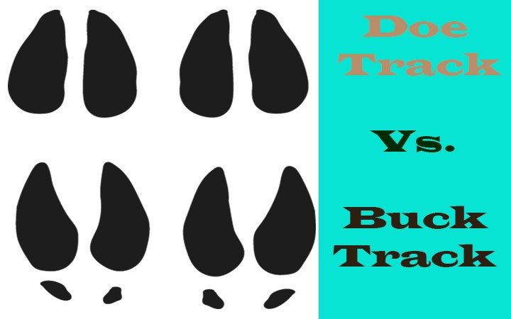 Buck Track Vs. Doe Track
