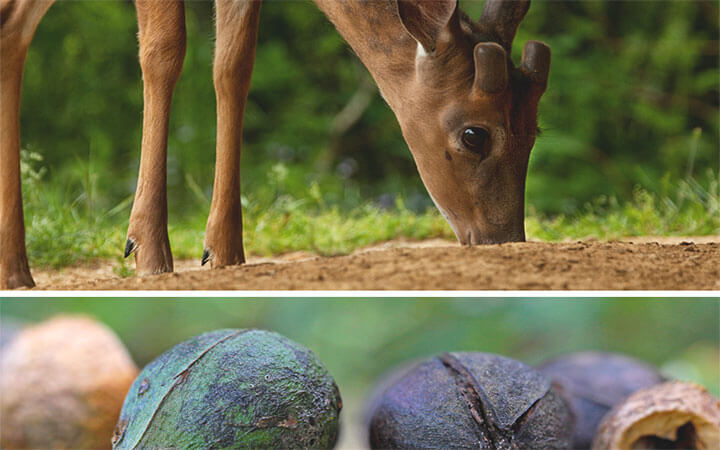 Do deer eat hickory nuts?