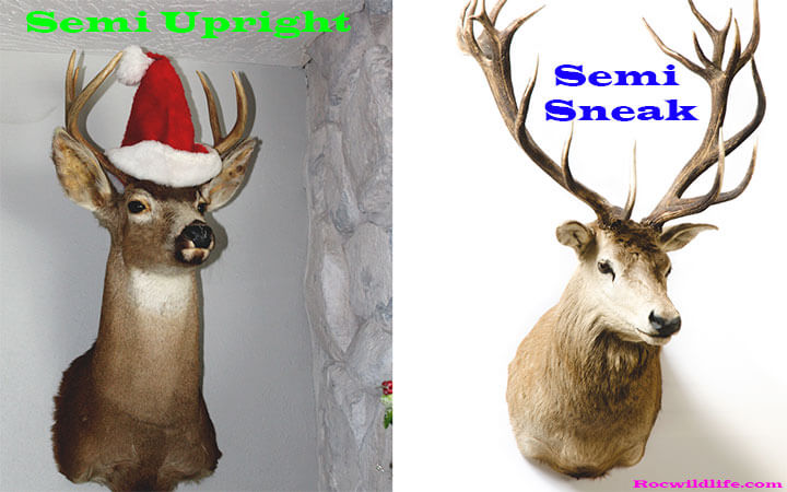 Semi Upright Vs. Semi Sneak