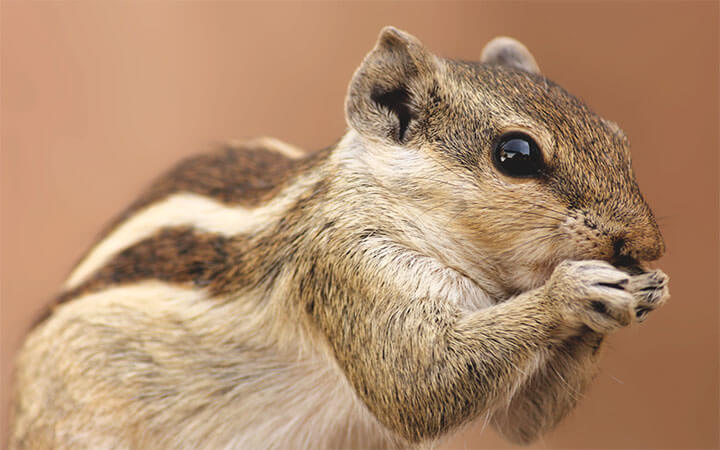 Are There Squirrels in Australia?