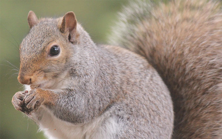 Fattest Squirrel In The World