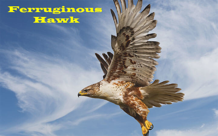 Ferruginous Hawk