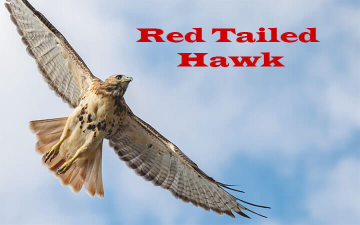 Red Tailed Hawk
