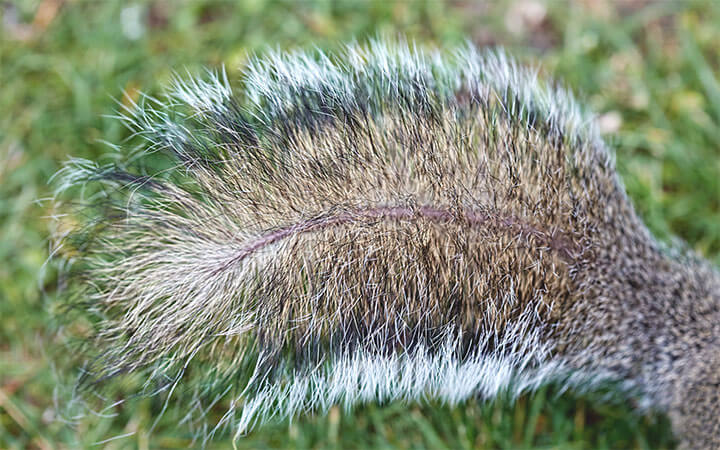 How to preserve a squirrel tail